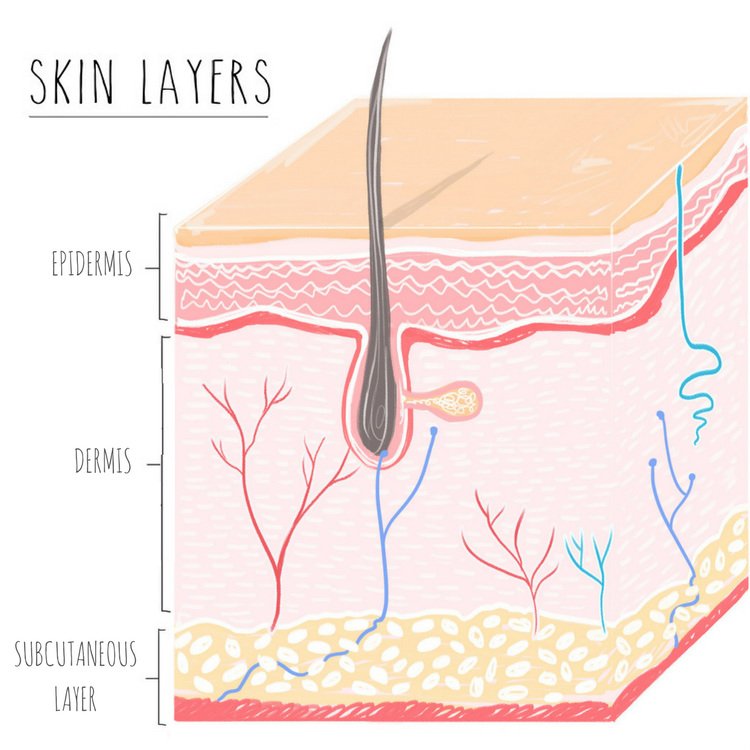 Skin Care 101 Layers and Functions of Skin This article has been
