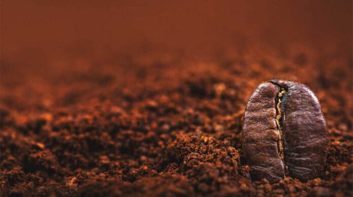 Did you know that caffeine can prevent skin aging?