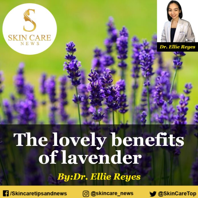 The lovely benefits of lavender