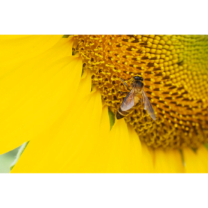 Benefits of Sunflower Extract for Skin