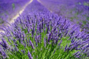 The lovely benefits of lavender 
