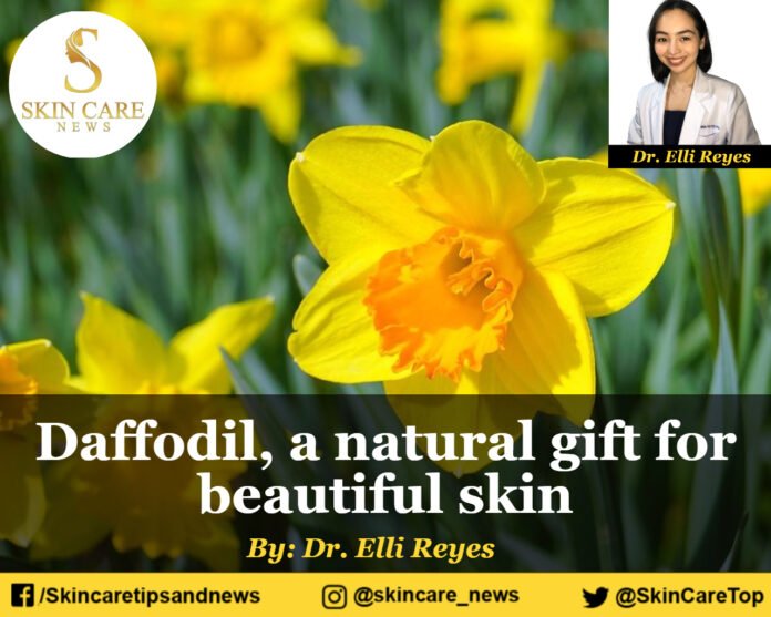 Daffodil, a natural gift for beautiful skin