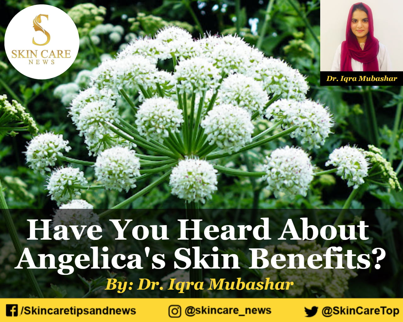 Have You Heard About Angelica Herb Skin Benefits?