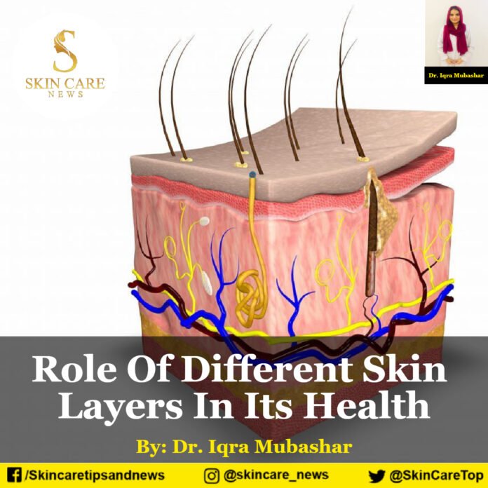Role Of Different Skin Layers In Its Health