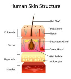 Role Of Different Skin Layers In Its Health
