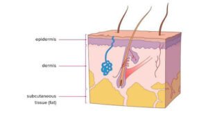Role Of Different Skin Layers In Its Health