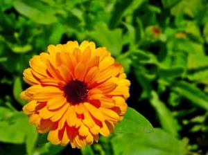 Uses And Benefits Of Calendula Flower