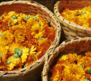 Uses And Benefits Of Calendula Flower