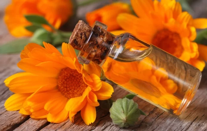 Uses And Benefits Of Calendula Flower