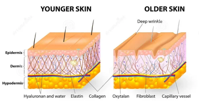 Understanding Your Skin: The Amazing Process of Renewal